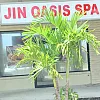 Jin Oasis Spa photo