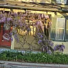 Wisteria Massage photo